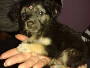 Cachorro raça SRD idade Abaixo de 2 meses nome Pequena