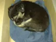 Pequena