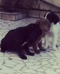 Cachorro raça vira lata idade Abaixo de 2 meses nome sem nome