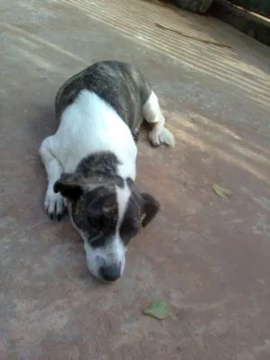 Cachorro raça misturada idade 1 ano nome ESCOLHER