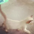 Tina