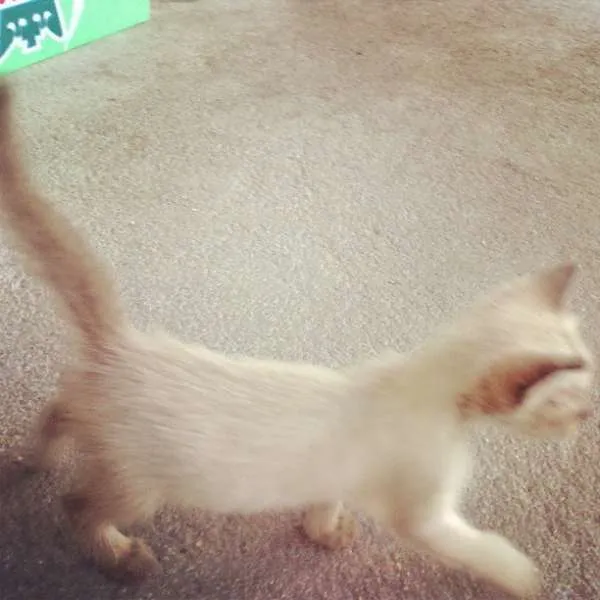 Gato ra a Siamês idade Abaixo de 2 meses nome Tina