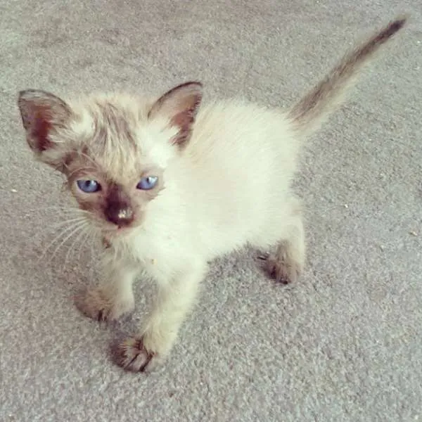 Gato ra a Siamês idade Abaixo de 2 meses nome Tina