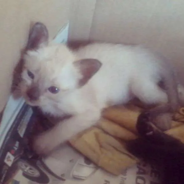 Gato ra a Siamês idade Abaixo de 2 meses nome Tina