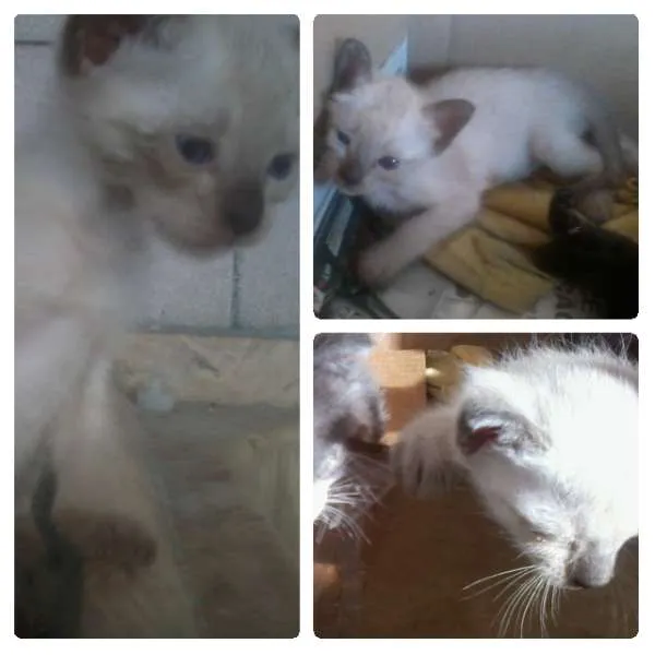 Gato ra a Siamês idade Abaixo de 2 meses nome Tina