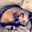 Mel