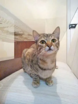 Gato raça vira lata idade 7 a 11 meses nome Magali