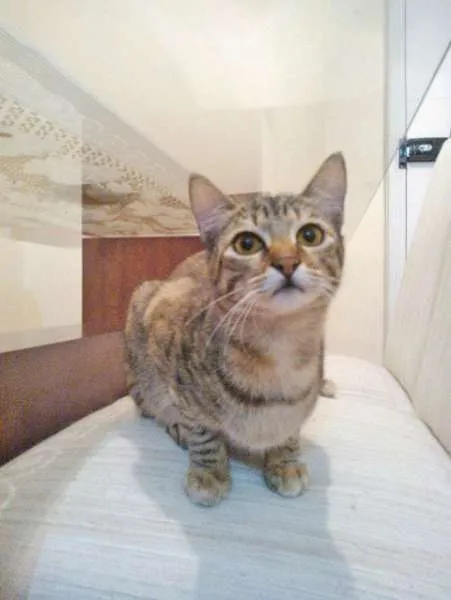 Gato ra a vira lata idade 7 a 11 meses nome Magali
