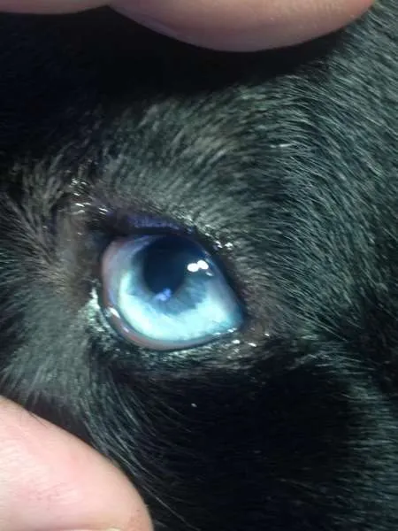 Cachorro ra a SRD idade 1 ano nome Brad Preto