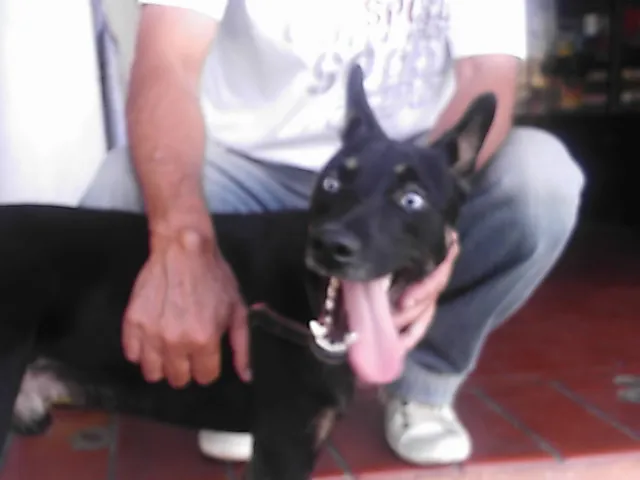Cachorro ra a SRD idade 1 ano nome Brad Preto