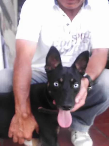 Cachorro ra a SRD idade 1 ano nome Brad Preto