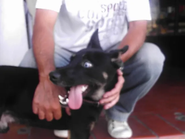 Cachorro ra a SRD idade 1 ano nome Brad Preto
