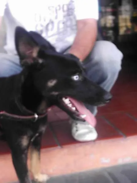 Cachorro ra a SRD idade 1 ano nome Brad Preto
