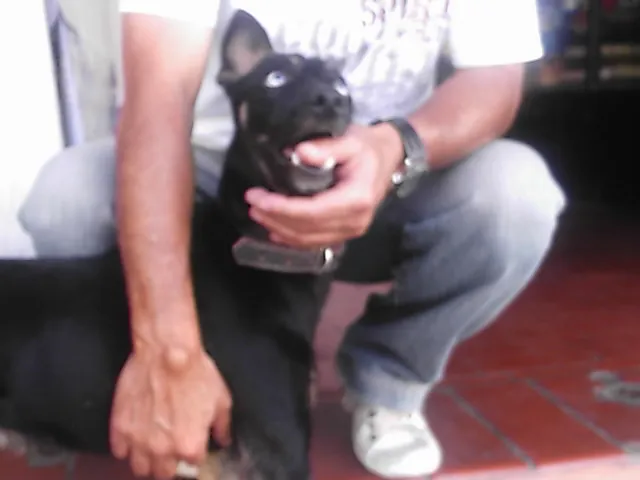 Cachorro ra a SRD idade 1 ano nome Brad Preto