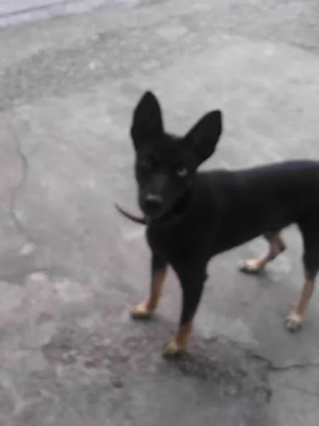 Cachorro ra a SRD idade 1 ano nome Brad Preto