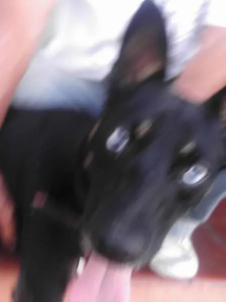 Cachorro ra a SRD idade 1 ano nome Brad Preto