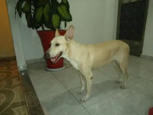 Cachorro raça srd idade 4 anos nome nôa