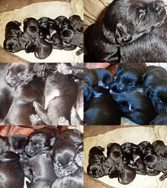 Cachorro ra a Labrador idade Abaixo de 2 meses nome SEM NOME