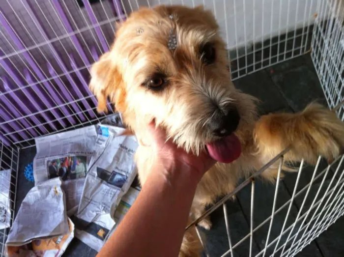 Cachorro ra a SRD idade 1 ano nome Amora
