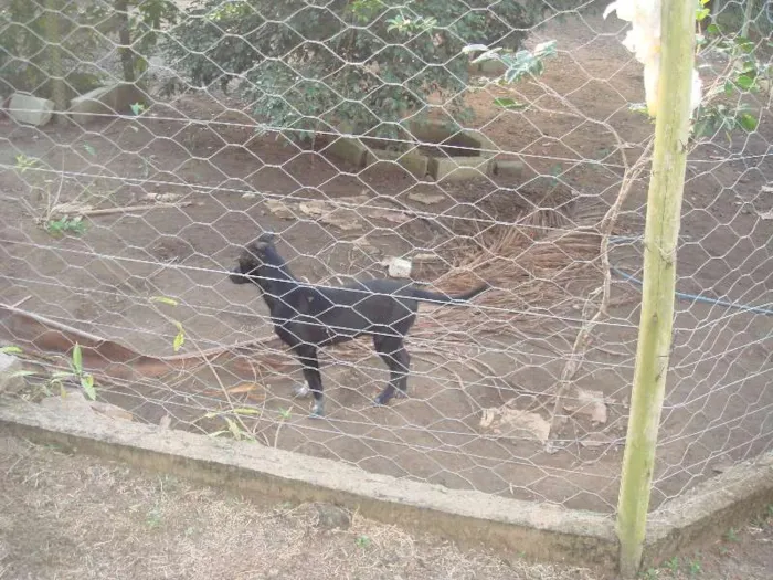 Cachorro raça vira lata idade 2 a 6 meses nome Negona