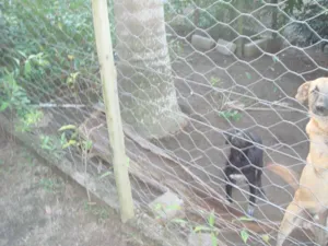 Cachorro raça vira lata idade 2 a 6 meses nome Negona