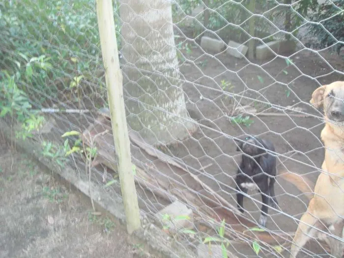 Cachorro raça vira lata idade 2 a 6 meses nome Negona