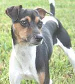 Cachorro ra a Fox TerrierBAIXO idade 7 a 11 meses nome MENINA