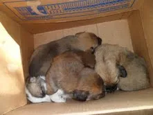 Cachorro ra a Fox TerrierBAIXO idade 7 a 11 meses nome MENINA