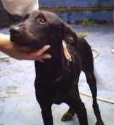 Cachorro ra a Fox TerrierBAIXO idade 7 a 11 meses nome MENINA