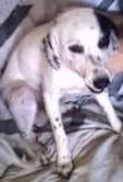 Cachorro ra a Fox TerrierBAIXO idade 7 a 11 meses nome MENINA