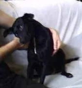 Cachorro ra a Fox TerrierBAIXO idade 7 a 11 meses nome MENINA