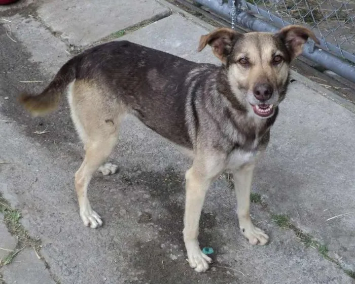 Cachorro raça SRD idade 5 anos nome Brunela