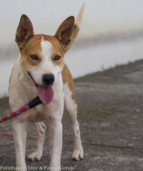 Cachorro ra a SRD idade 3 anos nome Scooter