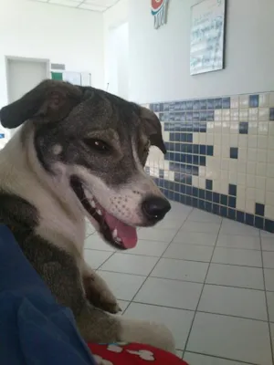 Cachorro raça vira linda idade 1 ano nome Amora