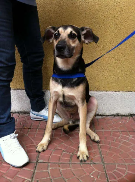Cachorro ra a SRD idade 1 ano nome Pluto