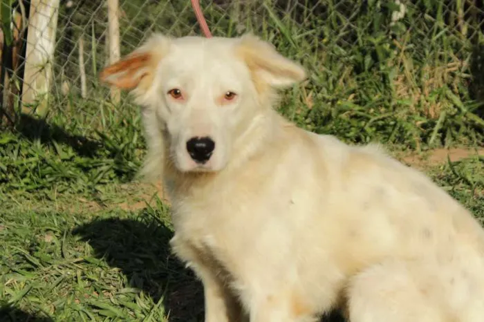 Cachorro ra a SRD idade 2 anos nome Galego