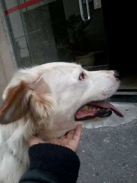 Cachorro ra a SRD idade 2 anos nome Galego