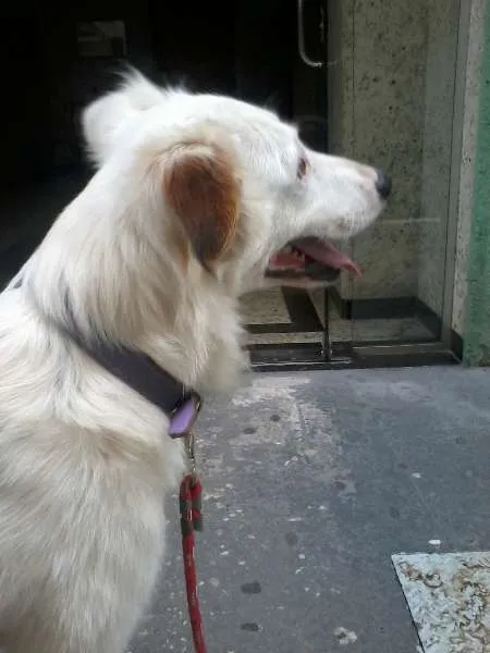 Cachorro ra a SRD idade 2 anos nome Galego