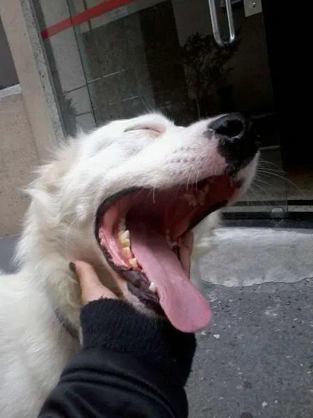 Cachorro ra a SRD idade 2 anos nome Galego