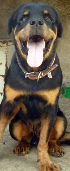Cachorro ra a Rottweiler idade 1 ano nome Luck