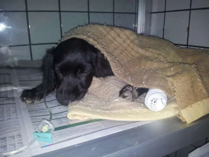 Cachorro ra a Cocker idade 2 a 6 meses nome Bartolomeu