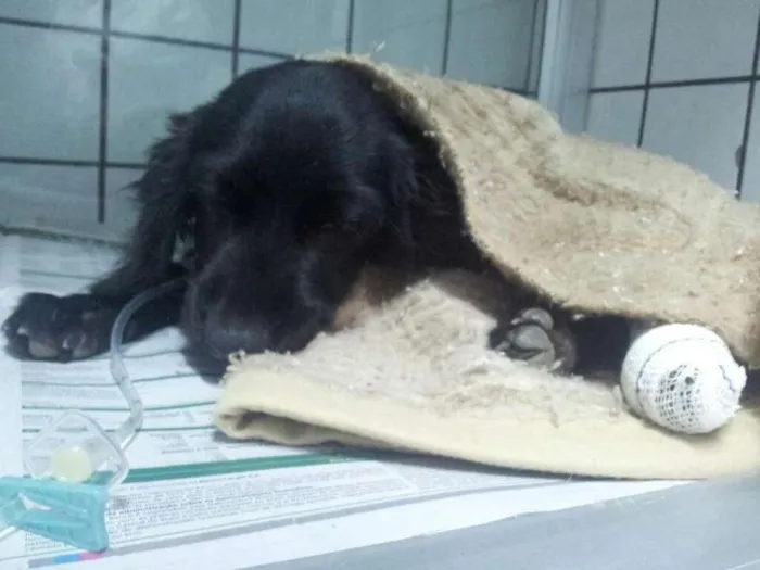 Cachorro ra a Cocker idade 2 a 6 meses nome Bartolomeu