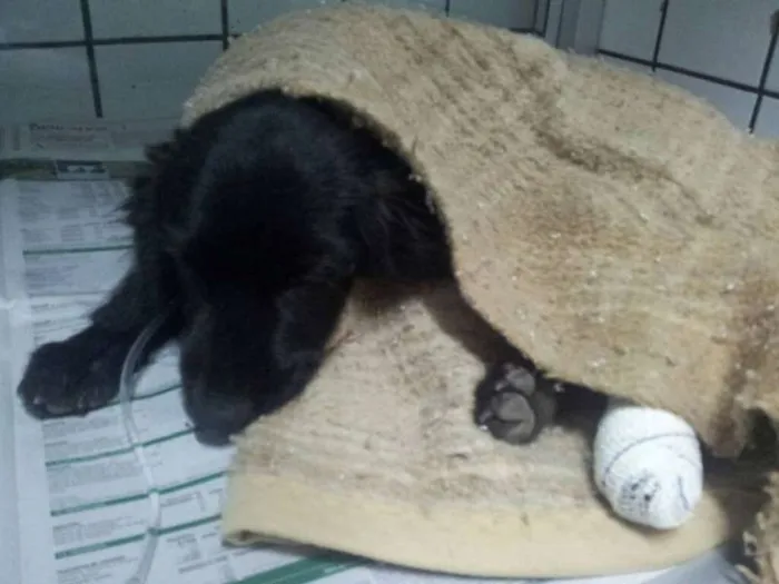 Cachorro ra a Cocker idade 2 a 6 meses nome Bartolomeu