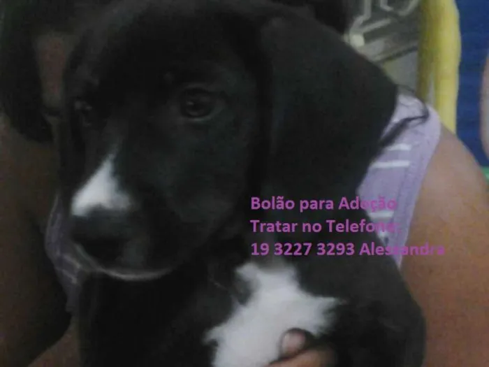 Cachorro ra a Beagle com Vira Lata idade 7 a 11 meses nome Bolão
