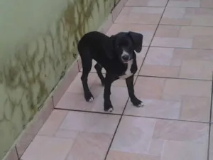 Cachorro raça Beagle com Vira Lata idade 7 a 11 meses nome Bolão