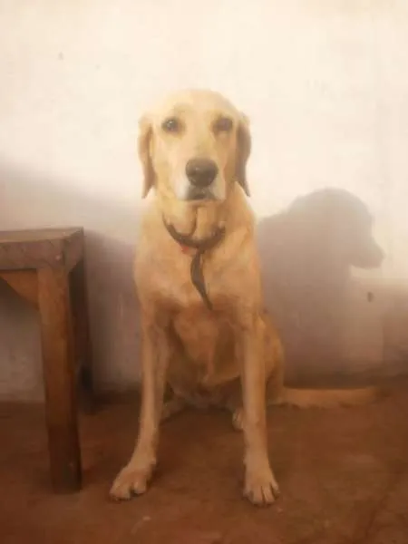 Cachorro ra a SRD idade 4 anos nome Feia