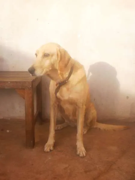 Cachorro ra a SRD idade 4 anos nome Feia