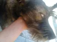 bebe
