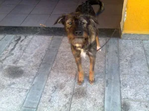 Cachorro raça SRD idade 2 a 6 meses nome bebe
