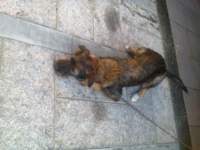 Cachorro ra a SRD idade 2 a 6 meses nome bebe
